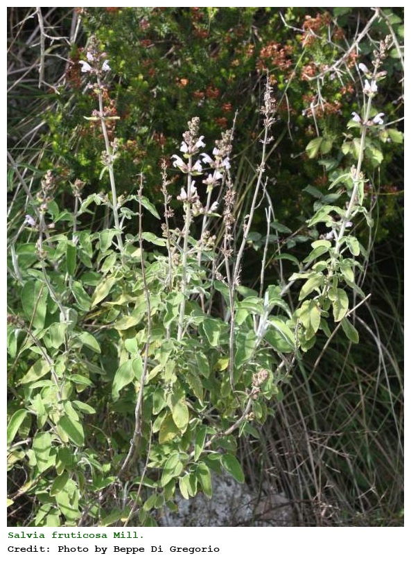 Salvia fruticosa Mill.